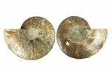 Cut & Polished, Agatized Ammonite Fossil - Madagascar #264777-1